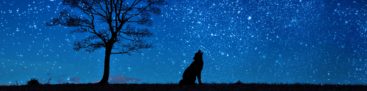 WHAT DOES THE WOLF RING DO?